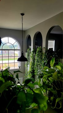 Plants1