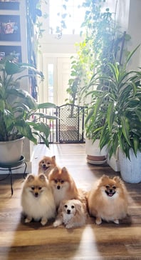Puppies